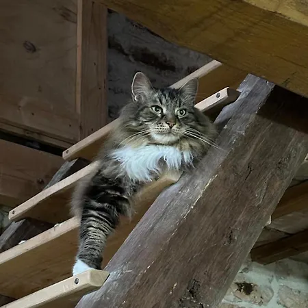 Maison En Pierre Chalet