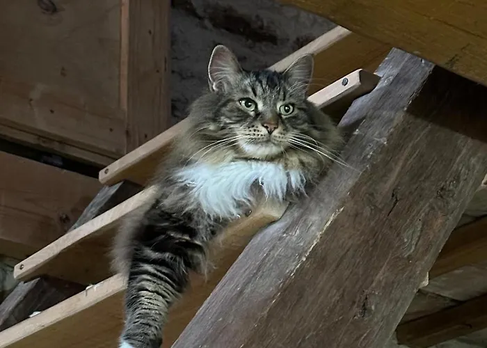 Maison En Pierre Domek alpejski